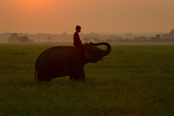 Fototapeta premium Thailand Elephant and man people silhouette on rice field morning time activity ivory elephant acting cheerful with mahout.