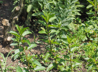 peppermint (Mentha piperita) plant