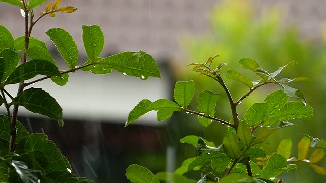 Heavy rain in rainy season