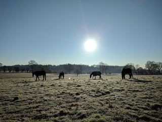 Sunrise with horses in a vast field of Kent, UK