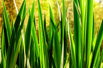 Swamp with reeds closeup in dawn light