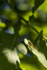 Fototapeta premium Episyrphus balteatus - Insect striped striped.