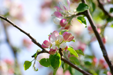 pink and white flowers of apple tree, close-up