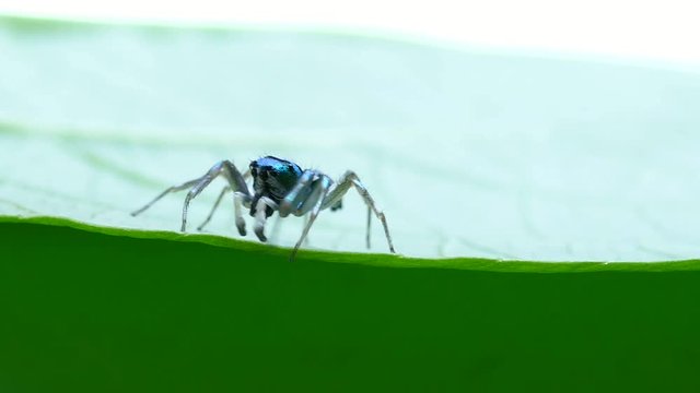 green Spider macro insect On the leaf naturally