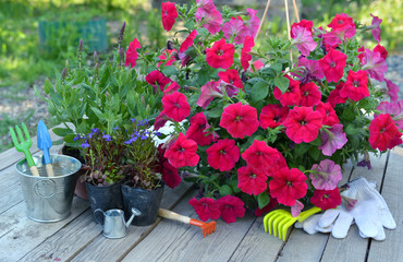 Garden still lif with petunia flowers and working tools on planks