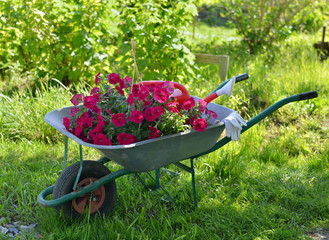 Beautiful summer background with red petunia flowers in hand cart in the garden