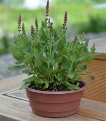 Close up of purple sage in planting pot on wooden planks