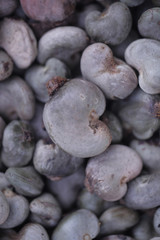 many cashew nuts before roasting - detail