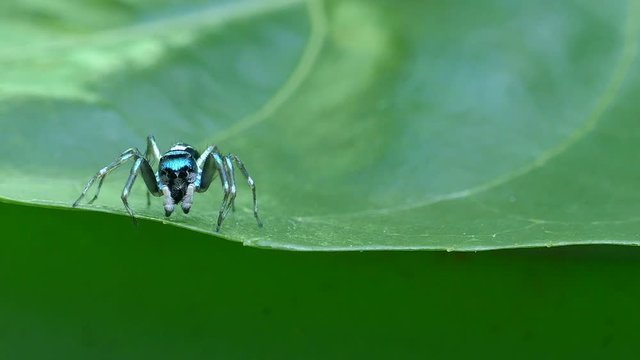green Spider macro insect On the leaf naturally