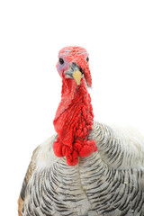 turkey © fotomaster