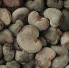 many cashew nuts before roasting - detail
