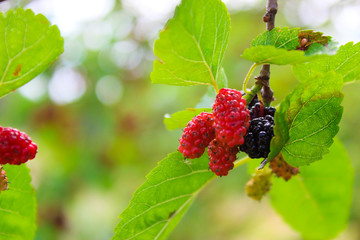 mulberry