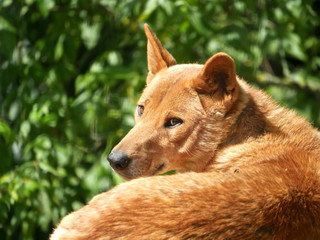 Dingo