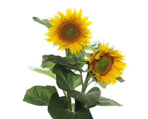 Fototapeta premium Sunflower isolated on white background