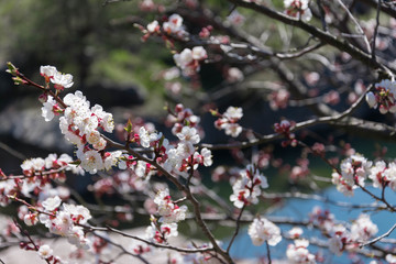 цветы абрикоса