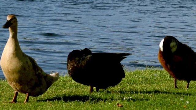 Ducks by the water doing their business - camera pan
