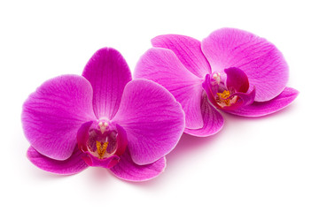 Plakat Pink orchid on the white background.