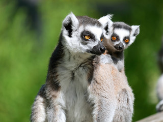 Obraz premium Lémur catta 