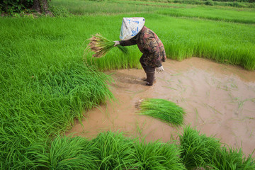 Farmers pull seedlings for planting in paddy fields.