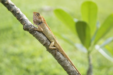 Angry orange lizzard  in the sun on a tree with leaves and grass in the background, Koh Mook, Thailand