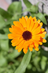 Ringelblume