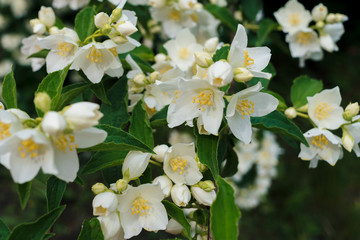 Jasmine white flowers and green leaves on bush in full blossom at summer park, floral background. Beautiful jasmin flowers in bloom