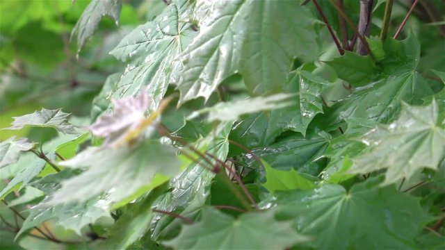 High quality video of nature in real 1080p slow motion 250fps