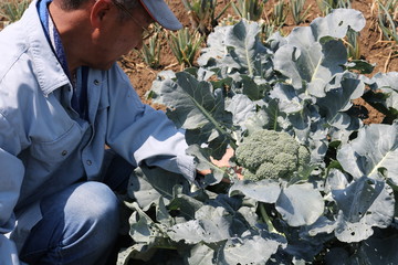 ブロッコリーの収穫