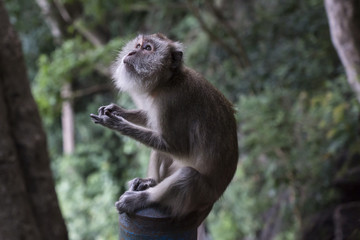 Naklejka na ściany i meble Grey temple monkey sitting in the jungle of Wat Thama Sua, Krabi, Thailand