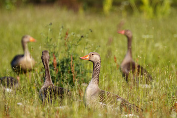 Obraz na płótnie Canvas Flock of Greylag geese on a grassy meadow