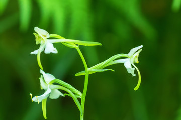Close up of flowering Greater butterfly orchid flower