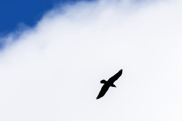 Flying Raven at the sky
