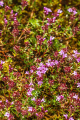 wild thyme flower