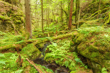 Logs and stones on a stream