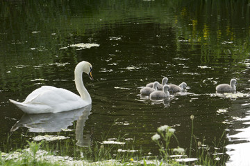 Swan swimming with five little swans