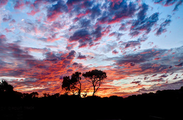 Dramatic sky sunset over trees