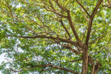 Fototapeta premium Big tree branches