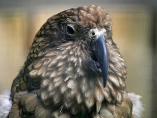 Oiseau