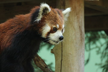 レッサーパンダ