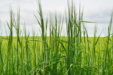 Green wheat field, beautiful sky with clouds, free space for text. Sunny agriculture landscape, background. Wheat field with green spikelets. Macro photo of green of wheat