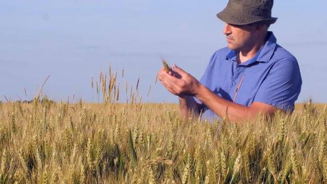 Un agriculteur dans ses champs de c&eacute;r&eacute;ales contr&ocirc;lant leurs croissance