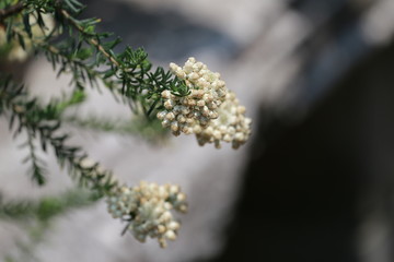 ライスフラワー