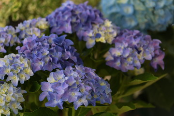 紫色の紫陽花