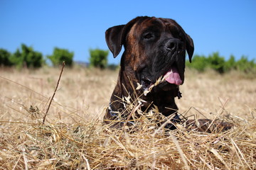 beau chien cane corso dans le blé