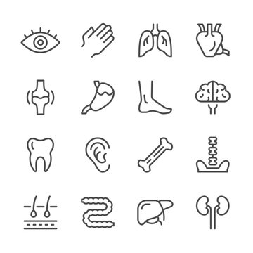 Set line icons of human organs