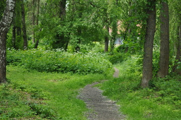 Fototapeta premium Droga w lesie