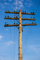 Old wooden pole for telecommunication