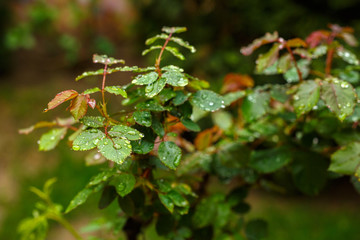 Drops of rain on rose leaves