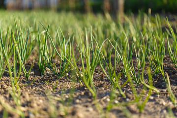 Onion green in the garden