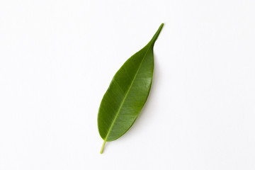 Green leaf on a white background